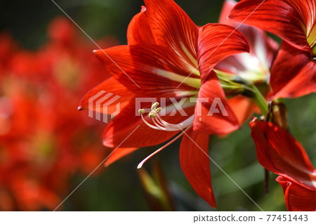 紅色孤挺花 77451443