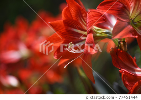 紅色孤挺花 紅色孤挺花 77451444