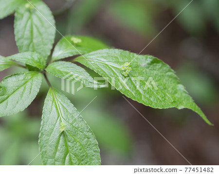 Helwingia japonica found in the mountains Helwingia japonica found in the mountains 77451482