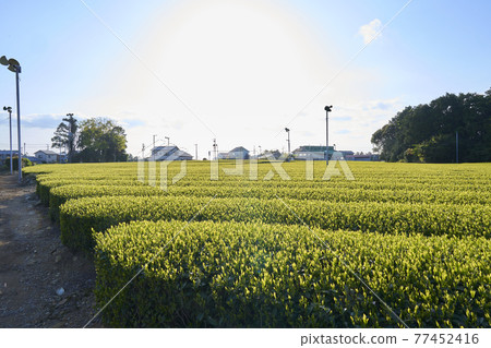 茶園 茶園 77452416