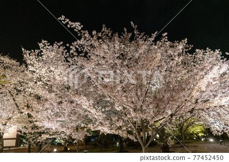 Toji Spring Light Up Toji Spring Light Up 77452450