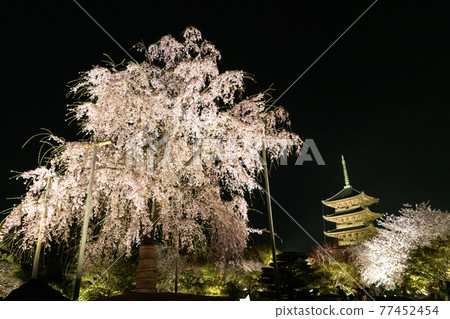 東寺春天點亮 東寺春天點亮 77452454