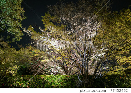 Toji Spring Light Up Toji Spring Light Up 77452462