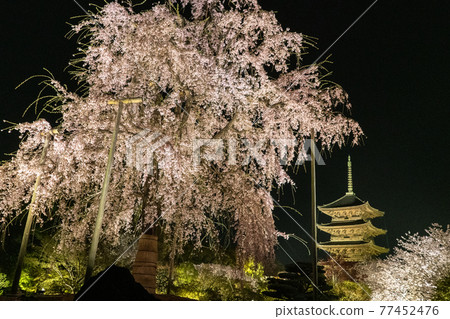 東寺春天點亮 東寺春天點亮 77452476