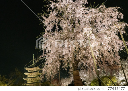 Toji Spring Light Up Toji Spring Light Up 77452477
