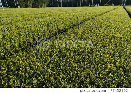 茶園 茶園 77452562