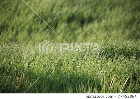 Green grass 77452864