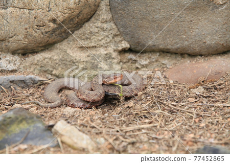 snake reptile 77452865