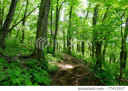 Fresh green trail, former Usui Pass sightseeing trail, Karuizawa 77452937