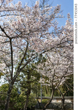 Shin-Yakushiji Temple Takabatake, Nara City 77453043