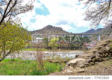 [Tone-gun, Gunma Prefecture] Spring water cherry blossoms in the direction of Suwakyo Kanetsu 77453805