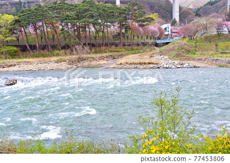 [Tone-gun, Gunma Prefecture] Spring water cherry blossoms in the direction of Suwakyo Kanetsu 77453806