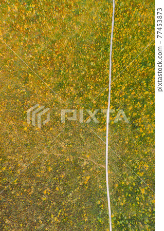 Miory District, Vitebsk Region, Belarus. The Yelnya Swamp. Aerial View Of Yelnya Nature Reserve Landscape. Narrow Wooden Hiking Trail Winding Through Marsh. Cognitive Boardwalk Trail Over A Wetland Miory District, Vitebsk Region, Belarus. The Yelnya Swamp. Aerial View Of Yelnya Nature Reserve Landscape. Narrow Wooden Hiking Trail Winding Through Marsh. Cognitive Boardwalk Trail Over A Wetland 77453873