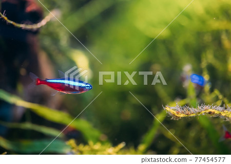 Cardinal Tetra Fish Swimming In Water Cardinal Tetra Fish Swimming In Water 77454577