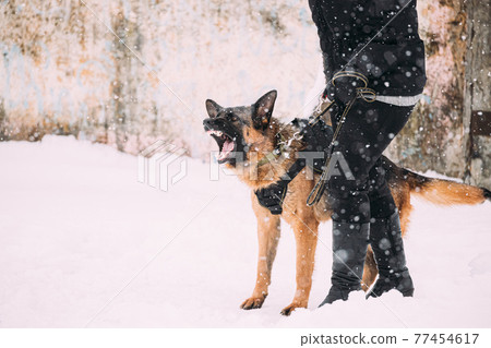Training Of Purebred German Shepherd Young Dog Or Alsatian Wolf Dog. Attack And Defence. Winter Snowy Day Training Of Purebred German Shepherd Young Dog Or Alsatian Wolf Dog. Attack And Defence. Winter Snowy Day 77454617