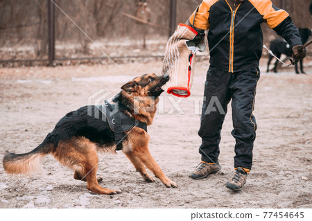 German Shepherd Dog training. Biting dog. German Shepherd Dog training. Biting dog. 77454645