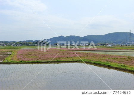 春天的田園風光 77454685