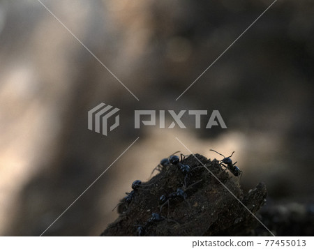 ants inside anthill in the wood 77455013