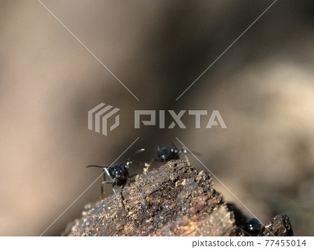 ants inside anthill in the wood 77455014