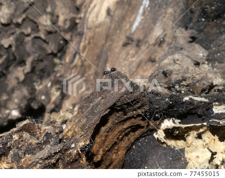ants inside anthill in the wood ants inside anthill in the wood 77455015