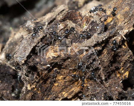 ants inside anthill in the wood 77455016