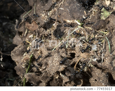 ants inside anthill in the wood ants inside anthill in the wood 77455017