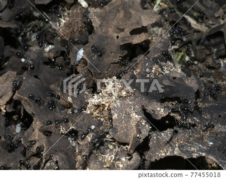 ants inside anthill in the wood 77455018