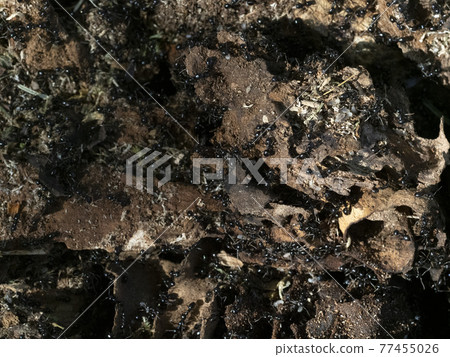 ants inside anthill in the wood ants inside anthill in the wood 77455026