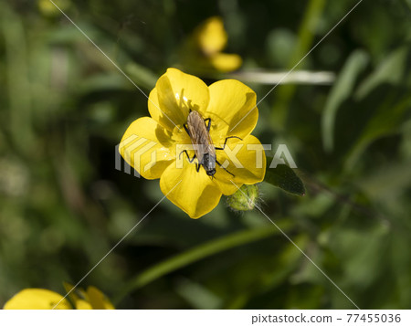 yellow buttercup flower macro with insect sucking pollen yellow buttercup flower macro with insect sucking pollen 77455036