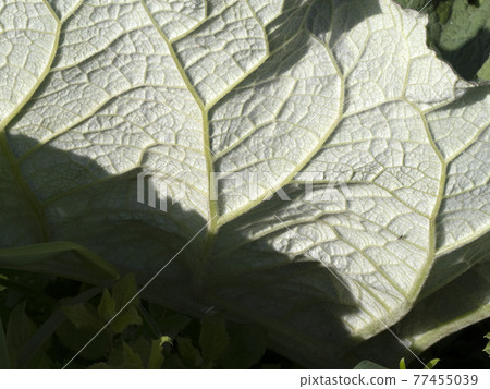 ficus leaf close up macro 77455039