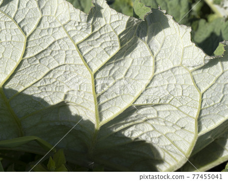 ficus leaf close up macro 77455041