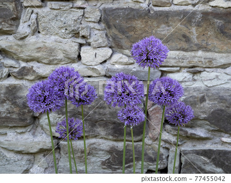 garlic purple flower 77455042