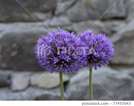 garlic purple flower 77455043