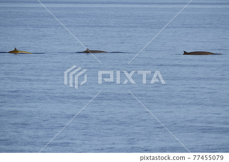 Cuvier Goose Beaked whale dolphin Ziphius cavirostris Cuvier Goose Beaked whale dolphin Ziphius cavirostris 77455079