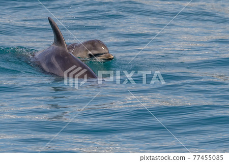 baby and mom dolphin jumping outside the harbor baby and mom dolphin jumping outside the harbor 77455085
