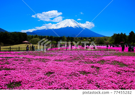 富士山腳下盛開的苔蘚福祿考 77455282