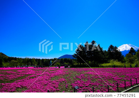 山梨芝櫻祭 山梨芝櫻祭 77455291