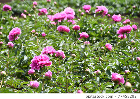 Peony peony (Shaku) 77455292