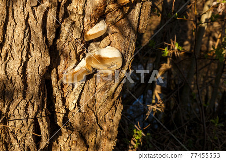 Polypore on a tree trunk Polypore on a tree trunk 77455553