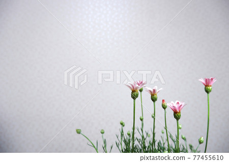 Rhodanthemum apricot jam flower Rhodanthemum apricot jam flower 77455610