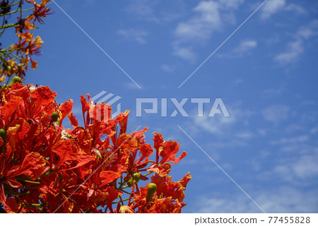 Red Caesalpinia pulcherrima in summer season in the garden and blurred sky background image. 77455828
