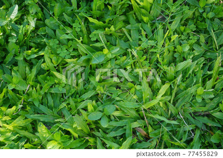 Top view of green grass texture background Idea concept used for making green backdrop. Top view of green grass texture background Idea concept used for making green backdrop. 77455829