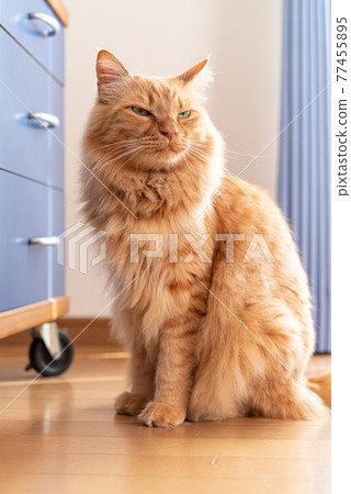 A cat waiting in front of a drawer, a tea tabby cat 77455895