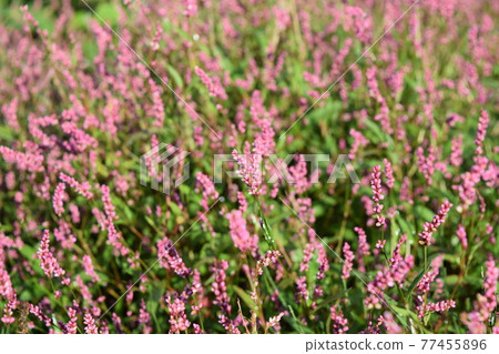 Persicaria longise Persicaria longise 77455896