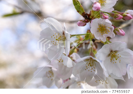 Oshimazakura盛開 Oshimazakura盛開 77455937
