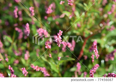 桃花心木 77456087