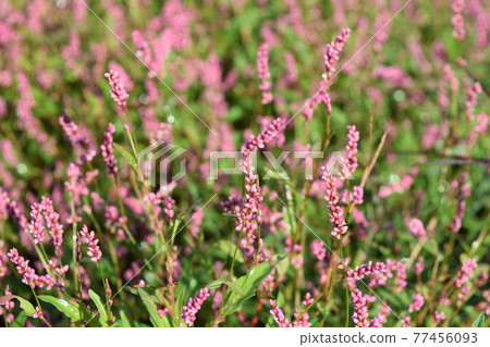 Persicaria longise 77456093