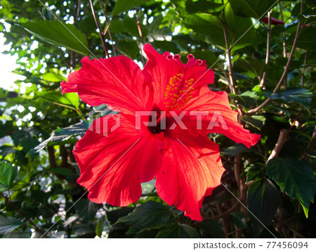 紅芙蓉花 紅芙蓉花 77456094