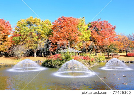 Autumn leaves in Obuse Park 77456360
