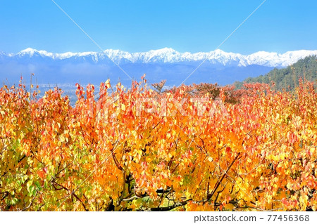 Autumn leaves of apricots and the Northern Alps Autumn leaves of apricots and the Northern Alps 77456368